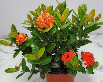 Ixora Plant Maui Red Flowers - Live Plant Outdoors - Overall Height 22" to 28" - Tropical Plants of Florida