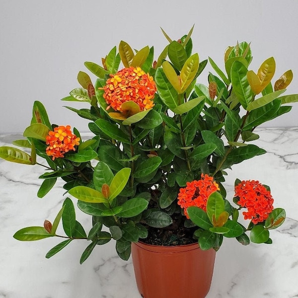 Ixora Plant Maui Red Flowers - Live Plant Outdoors - Overall Height 22" to 28" - Tropical Plants of Florida