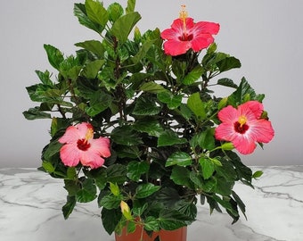 Pink Hibiscus Bush - Live Hibiscus Plant - Overall Height 26" to 28" - Tropical Plant