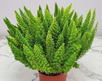 Foxtail Fern Plant - Upright Fern - Live Plant - Tropical Foliage - Overall Height 20" to 24" - Tropical Plants of Florida