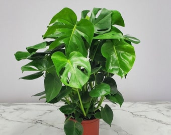 Split Leaf Philodendron - Large Monstera Deliciosa - Low Light Plants - Large House Plants - Overall Height 24” to 28”