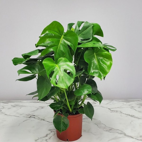 House Plants No Light Etsy