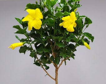 Yellow Hibiscus Tree Plant - Standard - Flowering Plants Large - Overall Height 38" to 44" - Tropical Plants of Florida