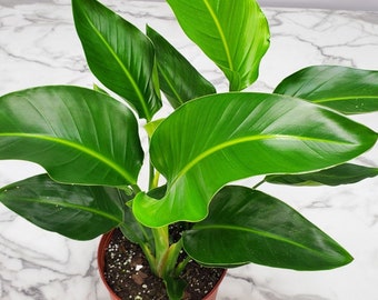 Bird of Paradise White Large Plant - Live House Plants - Live Plants Indoor - Tropical Plants - Overall Height 30&quot;to 36&quot;