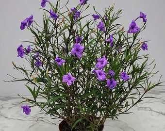 Ruellia Mexican Petunia - Purple Showers - Large Flowering Plant Live - Overall Height 26" to 34" - Live Tropical Plants