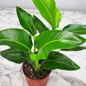 Bird of Paradise White Large Plant - Live House Plants - Live Plants Indoor - Tropical Plants - Overall Height 30&quot;to 36&quot;