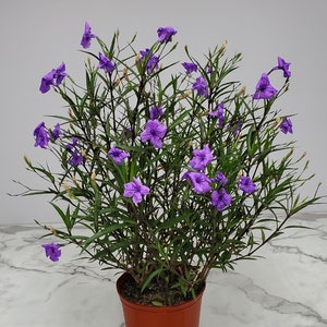 May include: A potted plant with purple flowers and green leaves. The plant is in a brown pot and is sitting on a white marble surface.