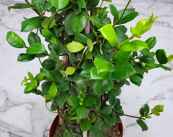 Jasmine Vine Plant - Flowering Vine Plants - Large House Plants - White Flowers - Overall Height 36"