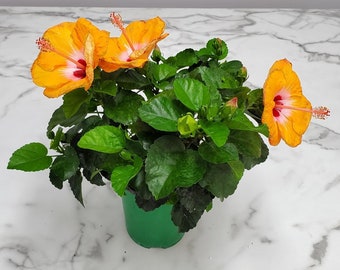 Flowering Bush - Yoder Orange Hibiscus - Flowering Plants Live - Plant Mom Gift - Rare Plants - 10" to 12" Overall Height - 6" Planter