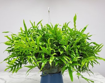 Kangaroo Fern Plant - Live Hanging Plant - Wart Fern - Large Plant - Overall Size 20" Wide by 20" Tall - 12" Basket - Tropical Plant