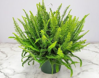 Kimberly Queen Fern Live Plant - Live Outdoor Plant Large - 12" Hanging Basket - Plant Spread 28" to 32" - Live Tropical Foliage Plant