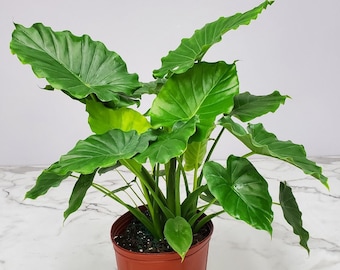 Elephant Ear Alocasia California - Overall Height 26" to 32" - Easy Care Houseplant Live - Tropical Foliage Plant
