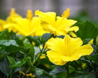 Yellow Flower Hibiscus Plant Live - Tree Plants - Rare Plants - Landscape & Garden - Overall Height 38" to 44"