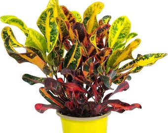 Croton Mammy - Variegated Houseplant - Overall Height 16" to 20" - Indoor Live Plant - Tropical Plants of Florida