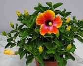 Live Hibiscus Plant Bush Fiesta - Overall Height 16 quot to 22 quot - 3 Gallon Pot - Tropical Plant