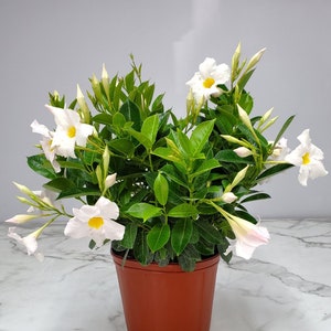 May include: A potted white flowering plant with green leaves. The plant is in a brown plastic pot.
