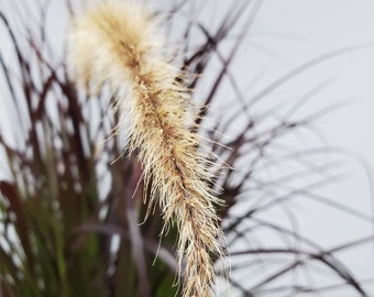 Fountain Grass - Landscape - Garden - Live Plants - Unusual Plant - Ornamental Grass - Overall Height 36" to 42"
