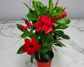 Live Red Mandevilla Plant Trellis - Live Flowering Plant - 18" Hoop, 18" to 20" Overall Height - 1 Gallon - Tropical Plant