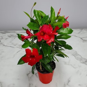 May include: A potted Mandevilla plant with vibrant red flowers and glossy green leaves. The plant is in a small red pot, set against a marble-patterned surface. The flowers are in full bloom, showcasing their bright color and delicate petals.