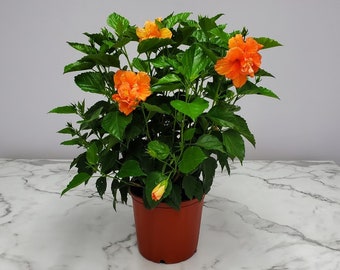 Hibiscus Bush Double Peach - Live Flowering Plant - Overall Height 28" to 34" - Tropical Plants of Florida