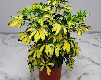 Arboricola Trinette - Exotic Plants - House Plants Live - Hedge Plants - Landscape & Garden - Overall Height 26" to 32"