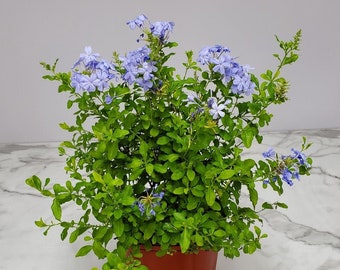 Plumbago Plant Imperial Blue - Live Flowering Plant - Overall Height 20" to 24" - Tropical Plants of Florida