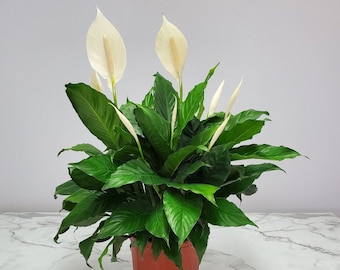 Peace Lily Plant - Spathiphyllum - Flowering Plant Large - Overall Height 24" to 28" - Tropical Plants of Florida