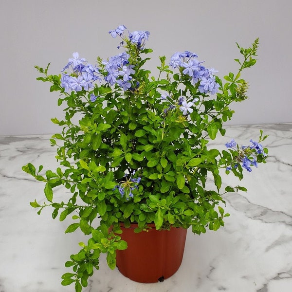 Plumbago Plant Imperial Blue - Live Flowering Plant - Overall Height 20" to 24" - Tropical Plants of Florida