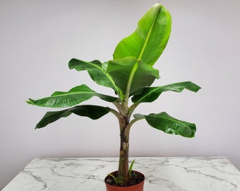 Cavendish Banana Tree Plant Live - Great Tasting Bananas - Overall Height 24" to 30" - Tropical Plants of Florida