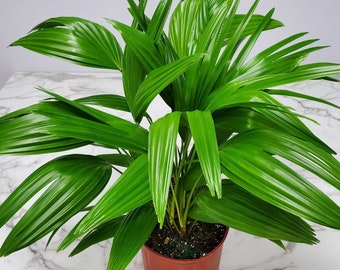 Livistona Chinensis - Chinese Fan Fountain Palm Tree Plant Live - Large House Plants Indoor - Overall Height 30" to 32"