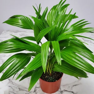 Livistona Chinensis - Chinese Fan Fountain Palm Tree Plant Live - Large House Plants Indoor - Overall Height 30&quot; to 36&quot;