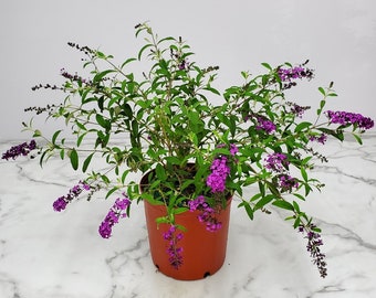 Buddleia Bush Royal Purple - Live Flowering Plant - Overall Height 18" to 24" - Tropical Plants of Florida