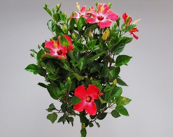 Pink Painted Lady Standard Hibiscus Tree Plant - Overall Height 38" to 44" - Tropical Flowering Plant