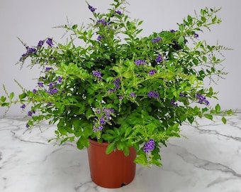 Duranta Plant Live - Flowering Shrubs - Garden - Tropical Plants Live - Blooming Plant - Overall Height 22" to 26"