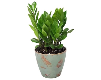 Zamia Zamiifolia ZZ Plant with Pot - Live Plants Free Shipping - Low Light Plants - Plant Gifts - Overall Height 16" to 19" - 6" Plant Pot