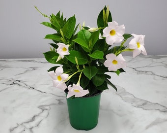 Live White Dipladenia Bush Plant - Flowering Plant Live - Overall Height 12" to 16" - 1 Gallon - Tropical Plants of Florida
