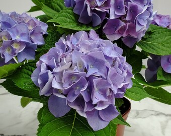 Live Blue Hydrangea Plant - Flowering Plant Live - Mathilda Gutges -  20" to 24" Overall Height - Tropical Plants of Florida