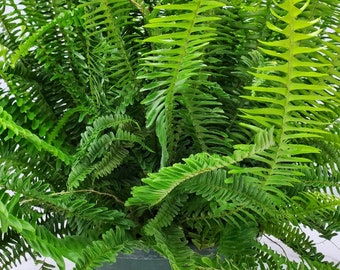 Hanging Plant Live - Kimberly Queen - Fern Plant - Easy Care Plants - Large Plants - Foliage Plants - 12" Basket - Plant Spread 28" to 32"