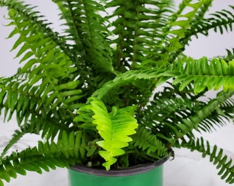 Fern Plant Live - Kimberly Queen - Foliage Plant - House Plants - Indoor Plants Live - Gardening - 15" to 18" Overall Height - 6" Planter