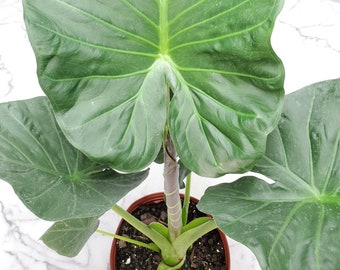 Alocasia Regal Shield - Foliage Plants - Easy Care Plants - Large Plants - House Plants - 40" to 46" Overall Height - 10" Planter