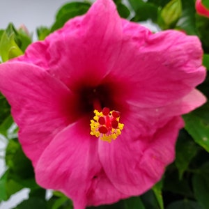 Cayman Pink Hibiscus Plant - Tropical Plants - Exotic Plants - Pink Flowering Bush - Live Plants - Overall Height 22" to 26"