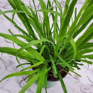 Lemon Grass - Foliage Plants - Indoor Plants - Garden Plants - Easy Care Plants - Grass Plant -  Overall Height 16&quot; to 22&quot; - 6&quot; Planter