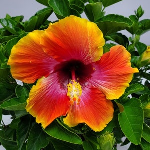 Flowering Shrub Hibiscus Plant - Fiesta Flowering Bush - Large House Plants - Outdoor Plants Live - Overall Height 10" to 14" - 6" Planter