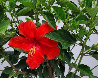 Red Standard Hibiscus Tree - Overall Height 38&quot; to 44 - Tropical Plants of Florida