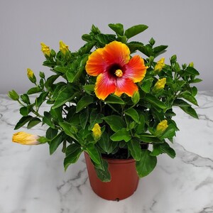 Live Hibiscus Plant Bush Fiesta - Flowering Bush - Outdoor Plants - House Plants - Overall Height 22" to 26" - Tropical Plants