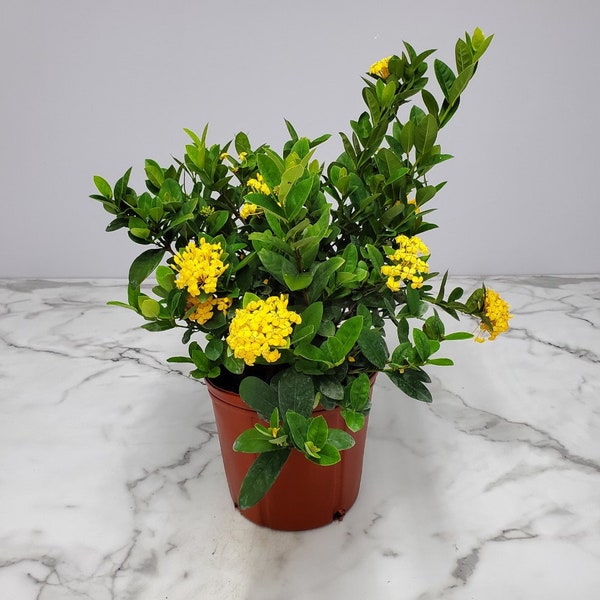 Ixora Live Plant - Yellow Flower Bush - Live Houseplants - Rare Plants - Tropical Plants Live - Overall Height 22" to 28"