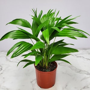 Chinese Fan Palm Tree Plant - Overall Height 30" to 32" - Live Plants - Tropical Plants of Florida