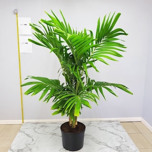 Christmas Palm Tree - Adonidia Palm Tree Plant - Overall Height 62&quot; to 70&quot; - Live Plants Outdoor - Tropical Plants