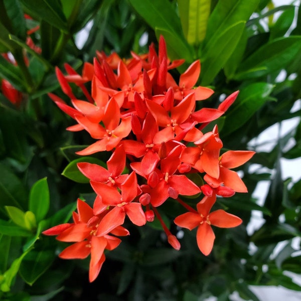 Dwarf Ixora Plant - Taiwanese Red Flowers - Live Plant Outdoors - Overall Height 22" to 28" - Tropical Plants of Florida