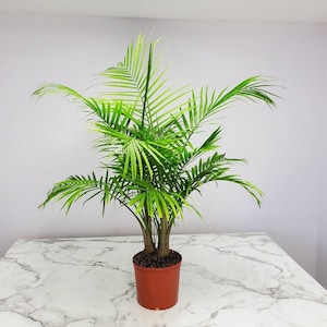 Majesty Palm Tree Plant - Overall Height 34" to 38" - Live Plants Outdoor - Tropical Plants of Florida